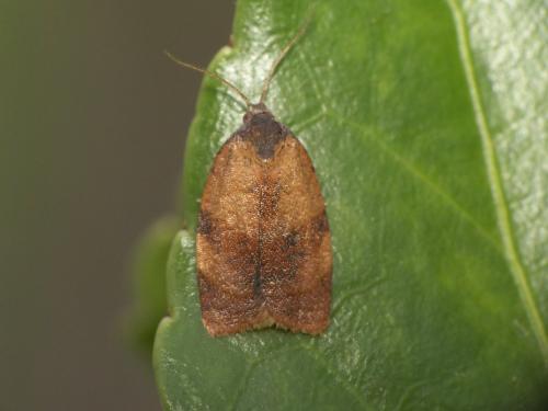 Cacoecimorpha pronubana